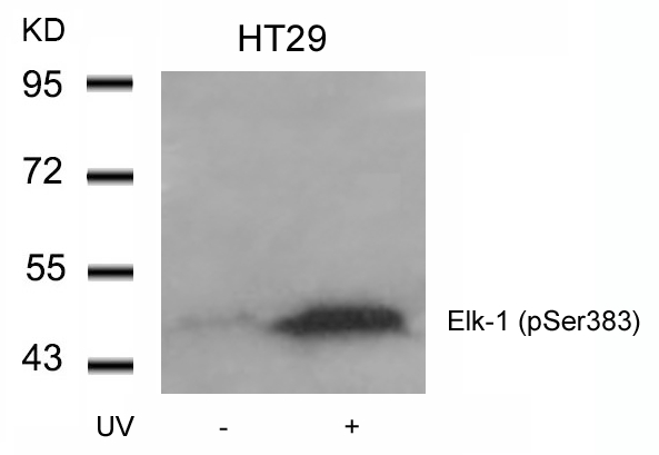 Elk (Phospho-Ser383) Antibody