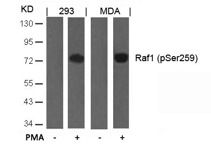 Raf1 (Phospho-Ser259) Antibody