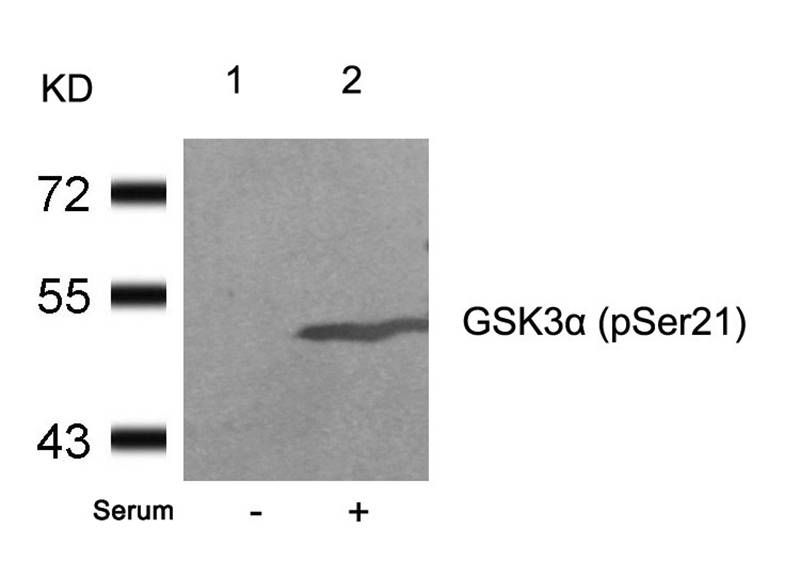 GSK3α (Phospho-Ser21) Antibody