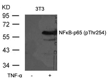 NFκB-p65 (Phospho-Thr254) Antibody