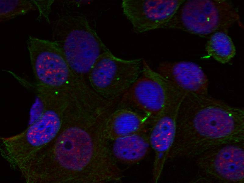 Rel (Phospho-Ser503) Antibody