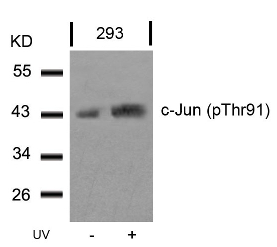 c-Jun (Phospho-Thr91) Antibody