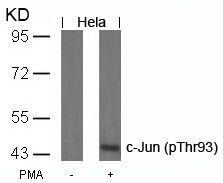 c-Jun (Phospho-Thr93) Antibody