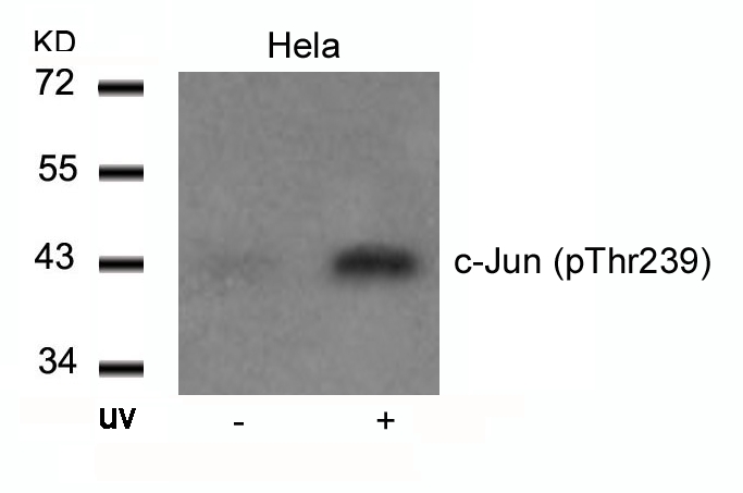 c-Jun (Phospho-Thr239) Antibody