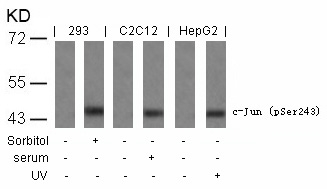 c-Jun (Phospho-Ser243) Antibody