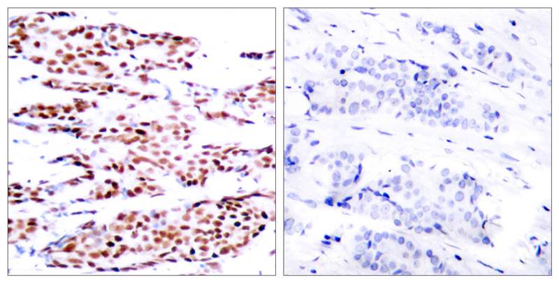 JunB (Phospho-Ser79) Antibody