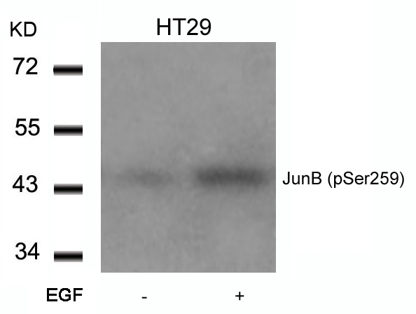 JunB (Phospho-Ser259) Antibody