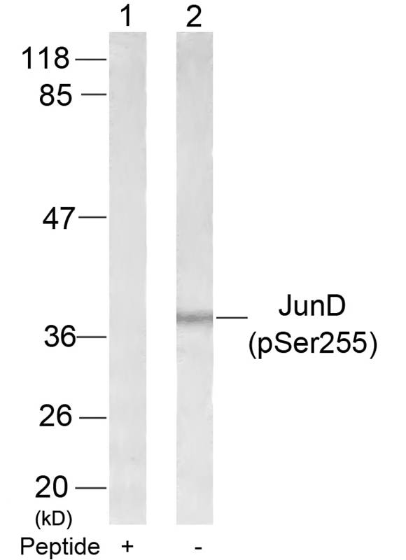 JunD (Phospho-Ser255) Antibody