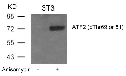 ATF2 (Phospho-Thr69 or 51) Antibody