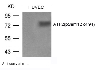 ATF2 (Phospho-Ser112 or 94) Antibody