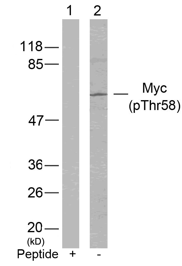 Myc (Phospho-Thr58) Antibody