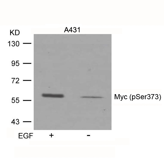 Myc (Phospho-Ser373) Antibody