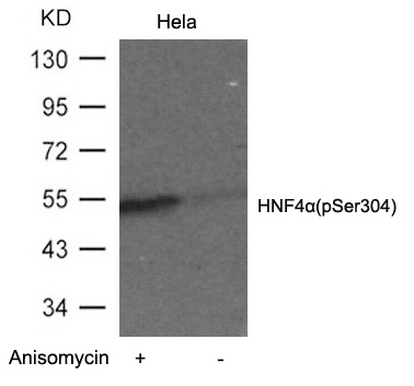 HNF4α (Phospho-Ser304) Antibody