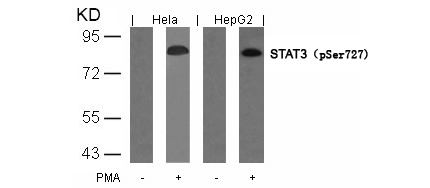 STAT3 (Phospho-Ser727) Antibody