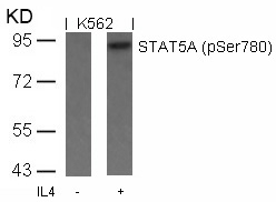 STAT5A (Phospho-Ser780) Antibody