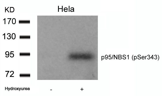 p95/NBS1 (Phospho-Ser343) Antibody