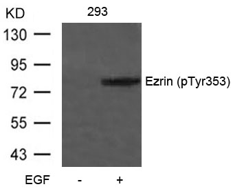 Ezrin (Phospho-Tyr353) Antibody