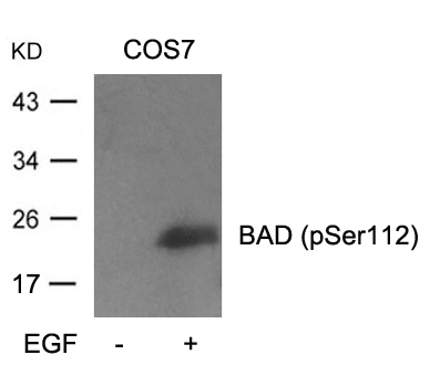 BAD (Phospho-Ser112) Antibody