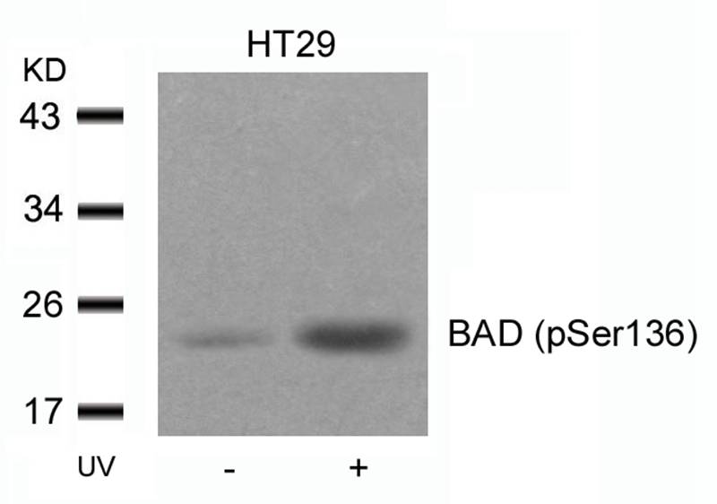 BAD (Phospho-Ser136) Antibody