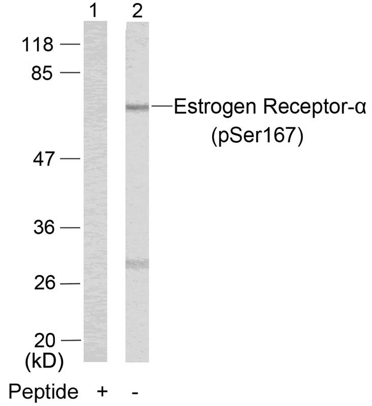 Estrogen Receptor-α (Phospho-Ser167) Antibody