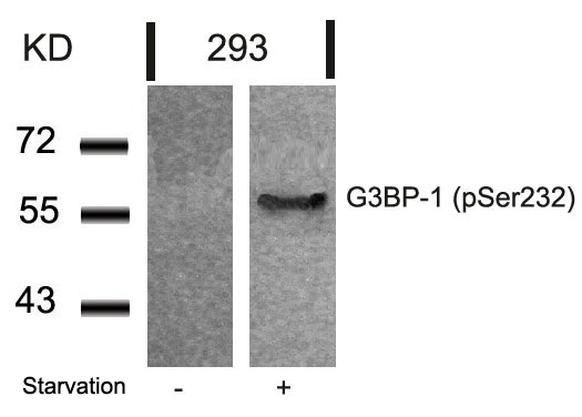 G3BP (Phospho-Ser232) Antibody