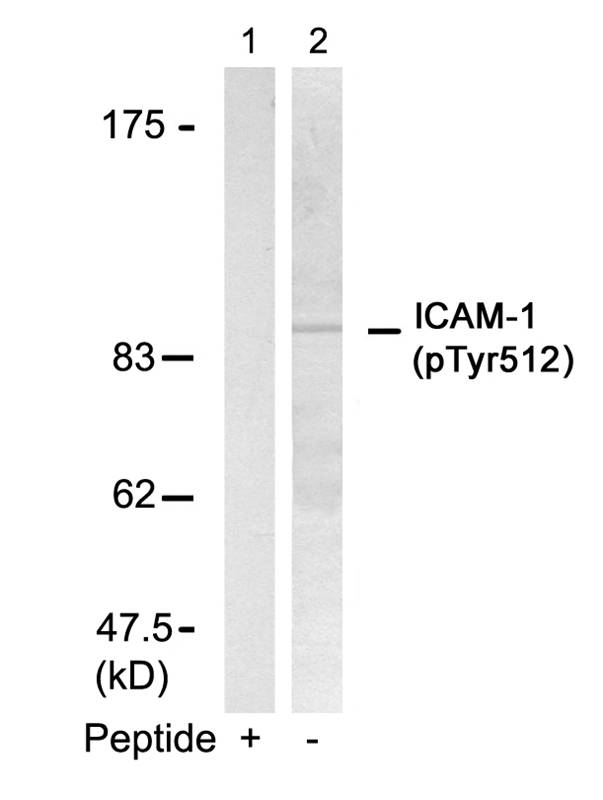 ICAM (Phospho-Tyr512) Antibody