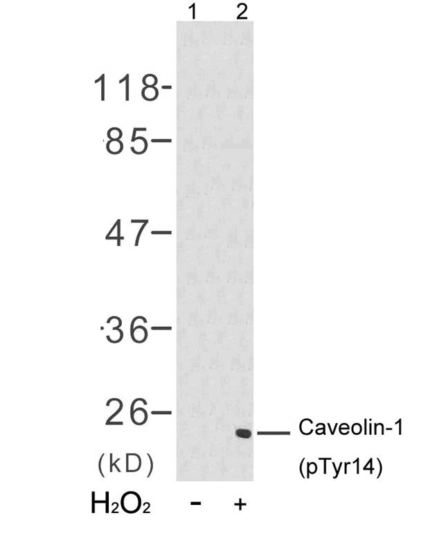 Caveolin (Phospho-Tyr14) Antibody