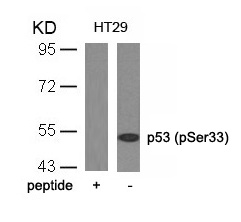 p53 (Phospho-Ser33) Antibody