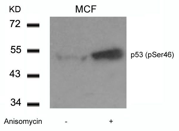 p53 (Phospho-Ser46) Antibody