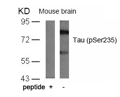 Tau (Phospho-Ser235) Antibody