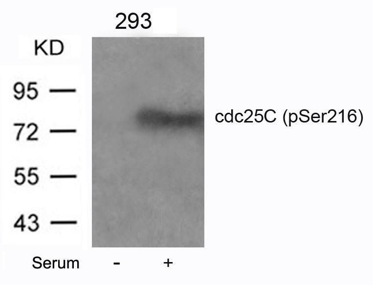 cdc25C (Phospho-Ser216) Antibody