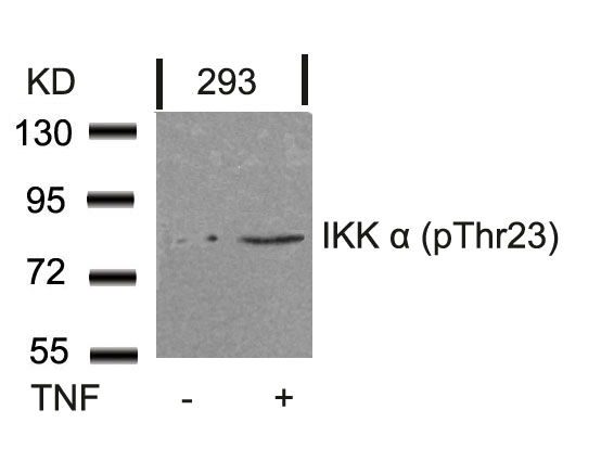 IKK α (Phospho-Thr23) Antibody