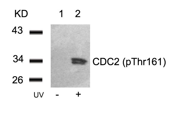 CDC2 (Phospho-Thr161) Antibody