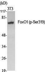 FKHR (Phospho-Ser319) Antibody