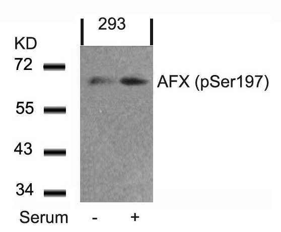 AFX (Phospho-Ser197) Antibody
