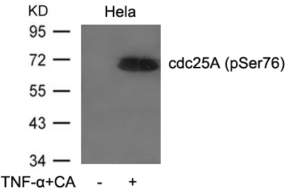 cdc25A (Phospho-Ser76) Antibody
