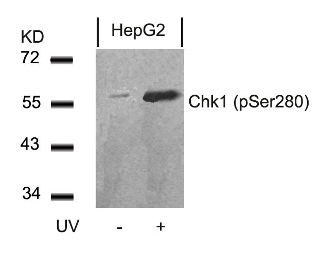 Chk1 (Phospho-Ser280) Antibody