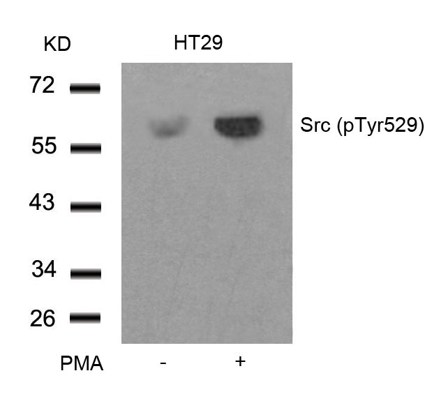 Src (Phospho-Tyr529) Antibody