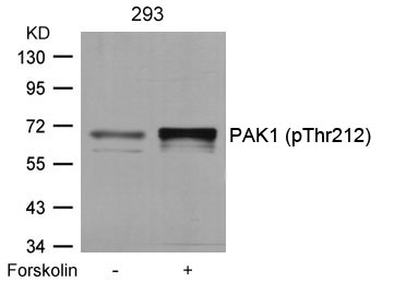 PAK1 (Phospho-Thr212) Antibody