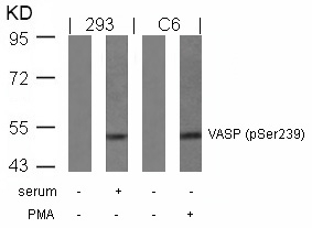 VASP (Phospho-Ser239) Antibody