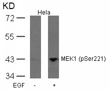 MEK1 (Phospho-Ser221) Antibody