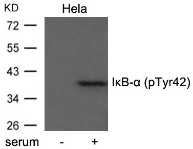 IκB-α (Phospho-Tyr42) Antibody
