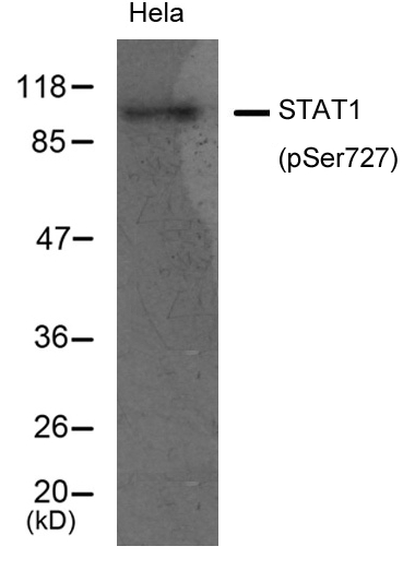 STAT1 (Phospho-Ser727) Antibody