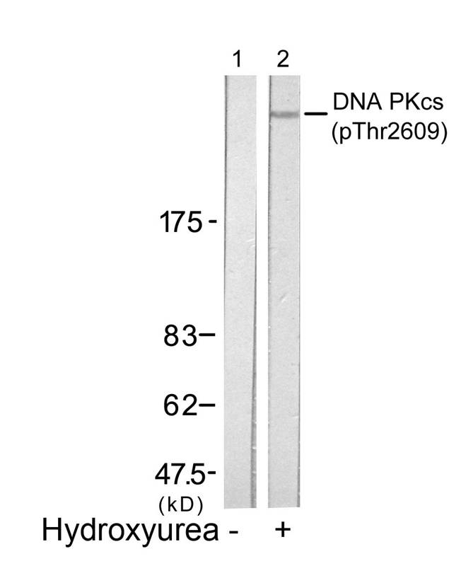 DNA PKcs (Phospho-Thr2609) Antibody