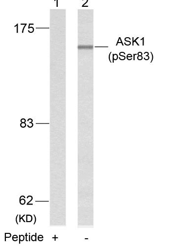 ASK1 (Phospho-Ser83) Antibody
