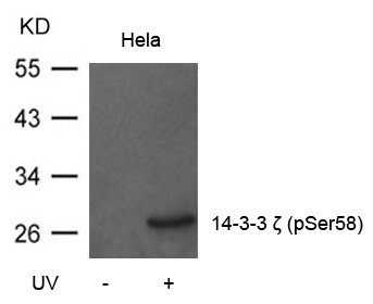 14-3-3 ζ (Phospho-Ser58) Antibody