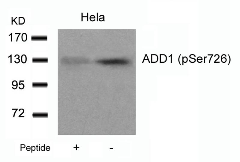 ADD1 (Phospho-Ser726) Antibody