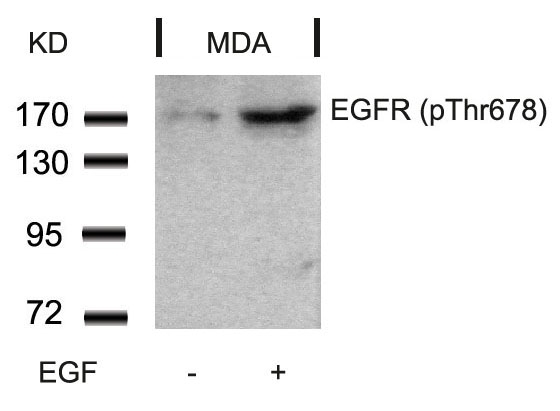 EGFR (Phospho-Thr678) Antibody