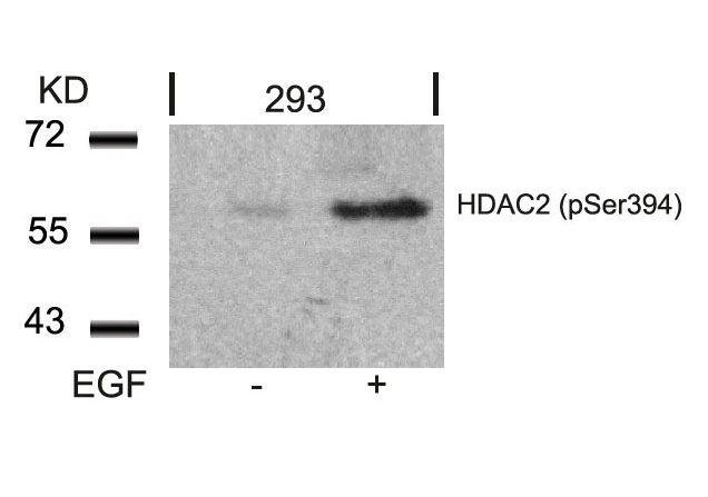 HDAC2 (Phospho-Ser394) Antibody