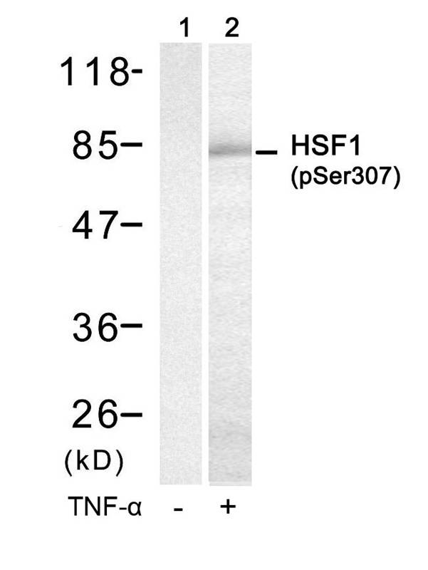 HSF1 (Phospho-Ser307) Antibody